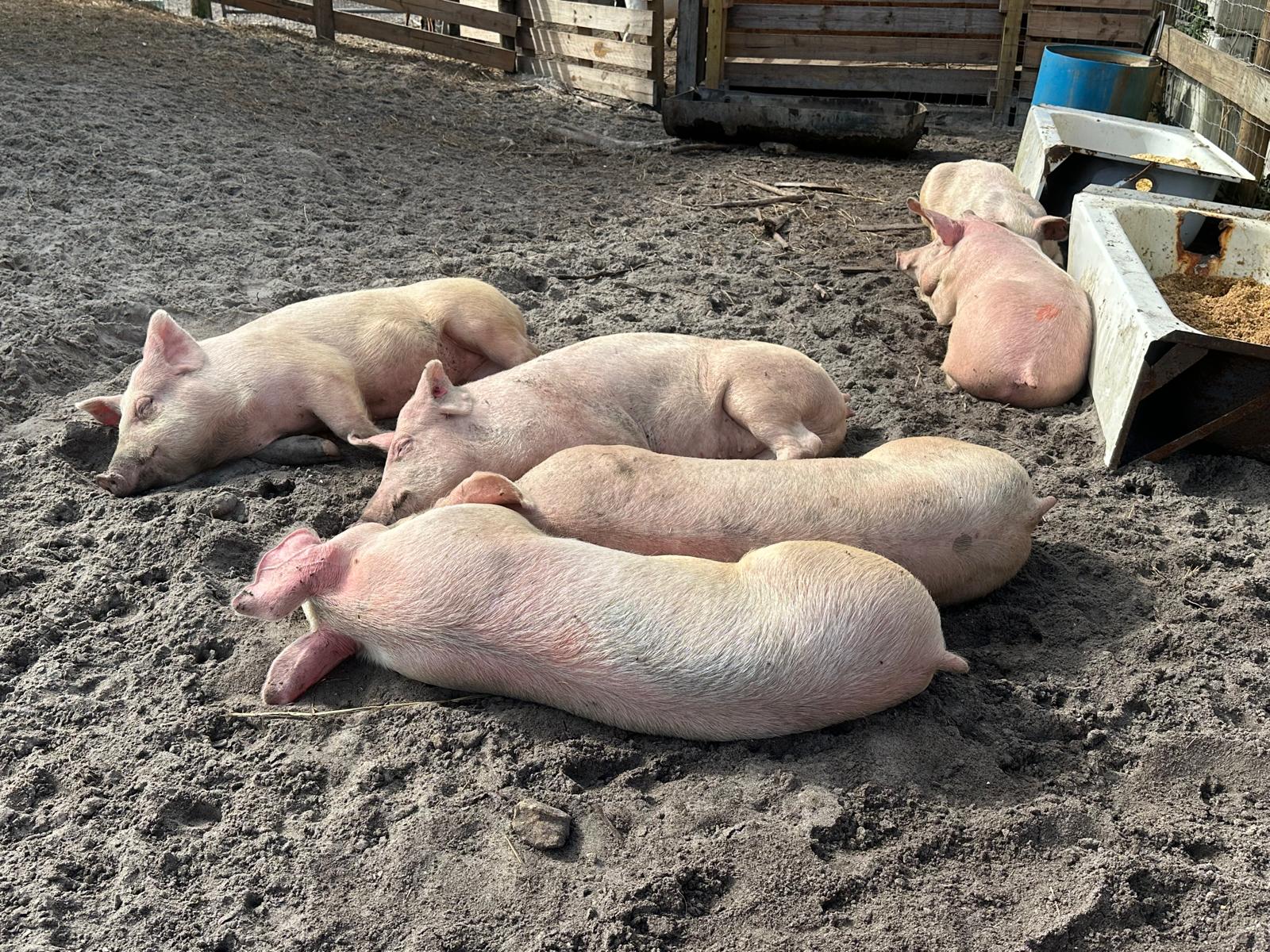 Pigs